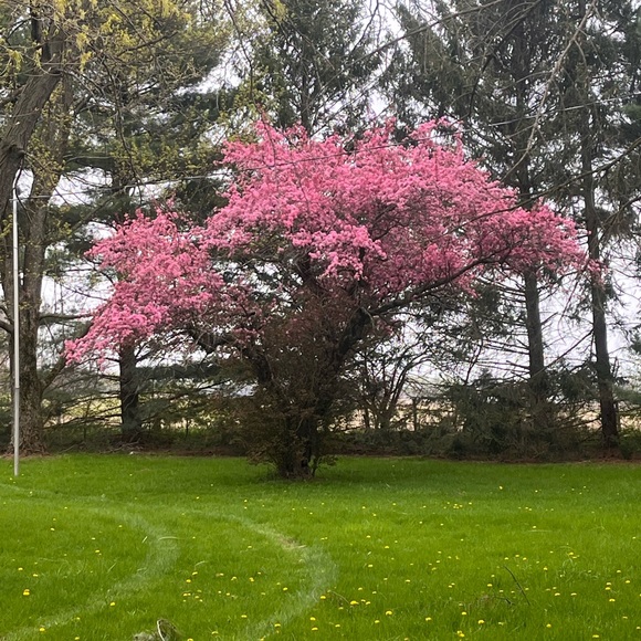 Meet your Posher, Cats - Picture 1 of 1